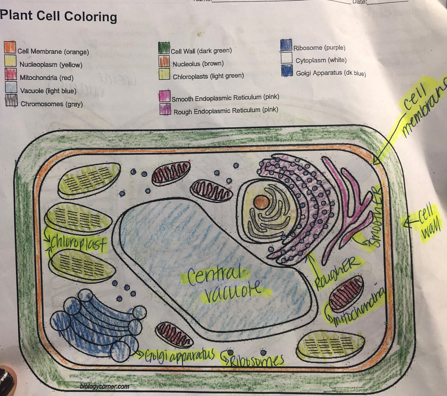 Unit 5: Classification and Cells - 6th grade science